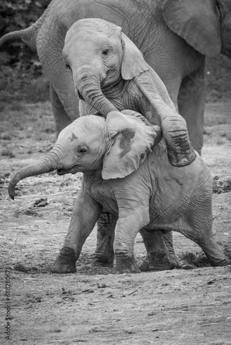 Canvas Print Baby elephants playing together black and white.