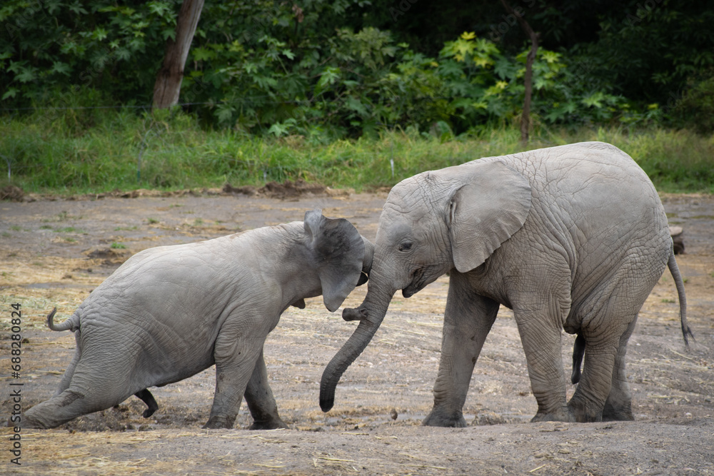 Obraz premium Baby elephants playing together. 