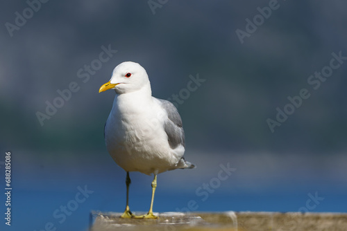 Close-up portrait of a northern Norwegian seagull, showcasing its exquisite features and natural habitat. The bird looks majestic against the scenic natural backdrop.