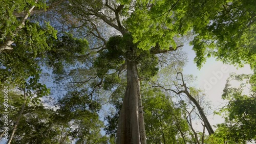 Point Of View Tilt Up Shot Of Tall Green Trees In Tranquil River At Amazon Rainforest - Manaus , Brazil