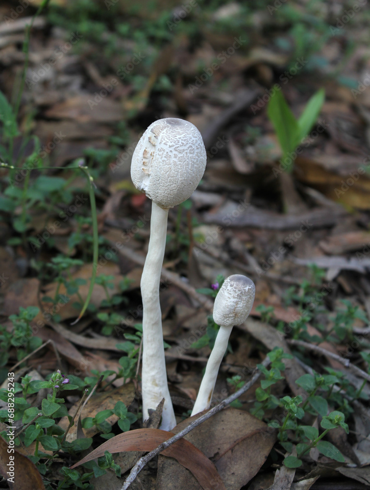 Two white mushrooms fungi in a forest Two white mushrooms fungi in a forest