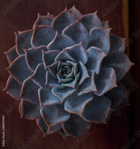 Echeveria collection - succulent plant close up for texture background or wallpaper