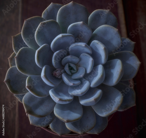 Echeveria collection - succulent plant close up for texture background or wallpaper