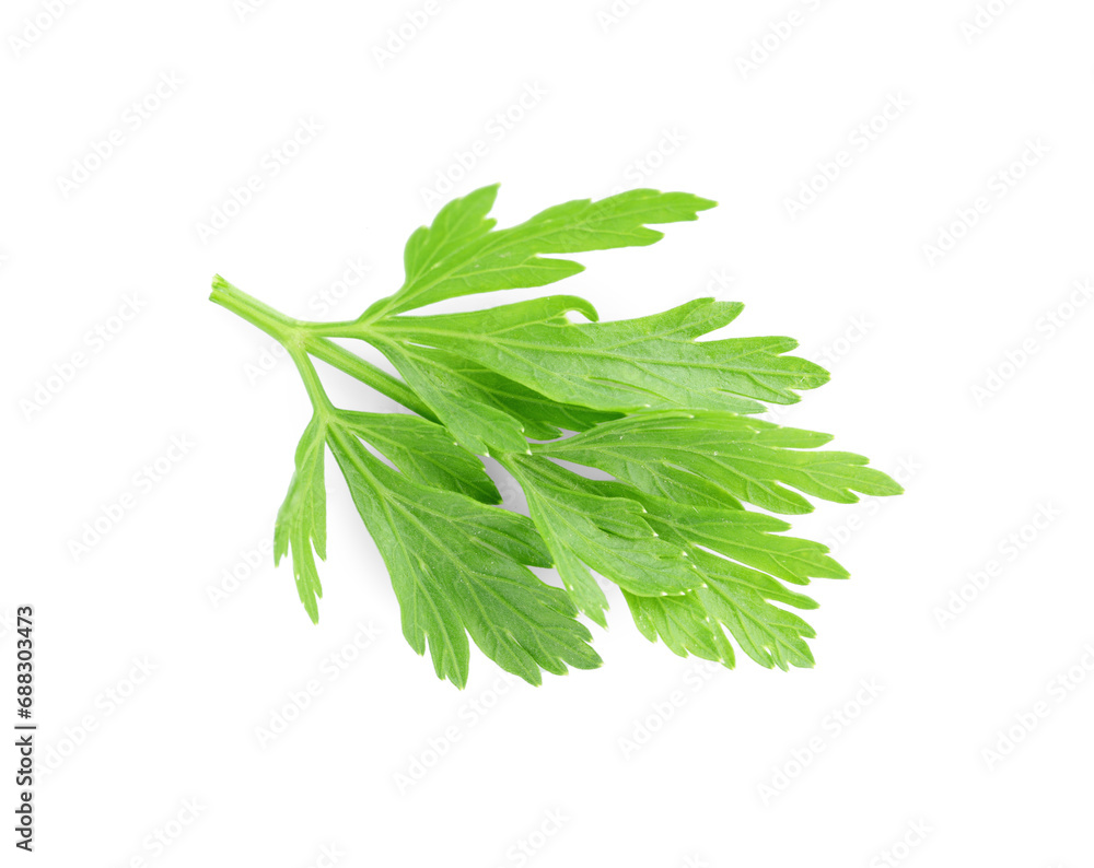 Sprig of fresh green parsley leaves isolated on white, top view Sprig of fresh green parsley leaves isolated on white, top view