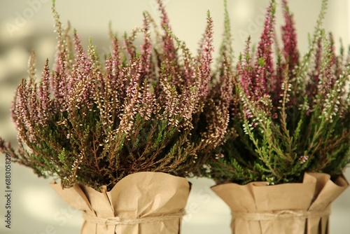 Beautiful heather flowers in pots against blurred background, closeup