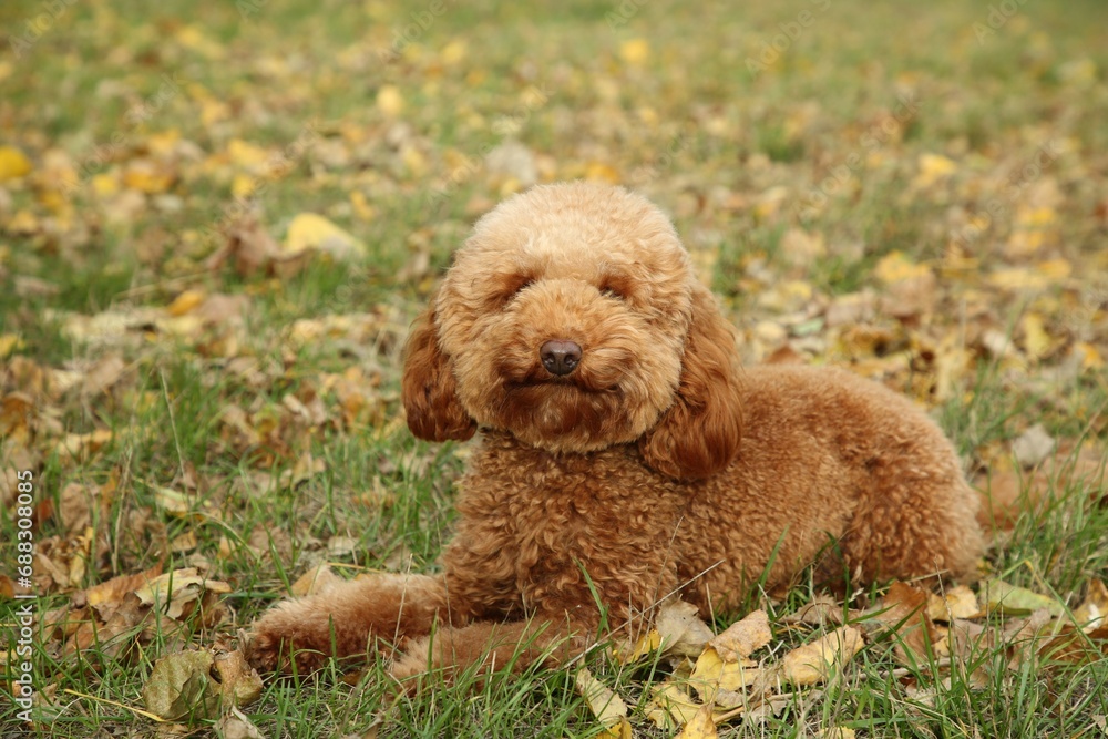 Cute fluffy dog on green grass outdoors. Adorable pet Cute fluffy dog on green grass outdoors. Adorable pet