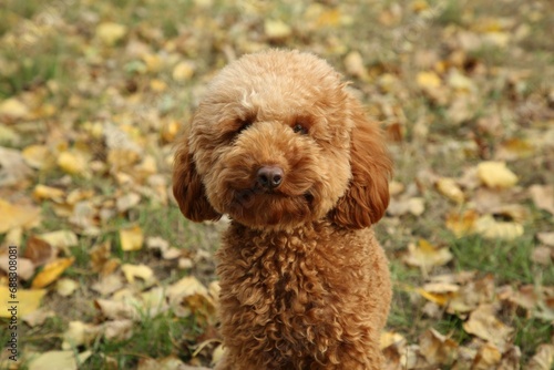 Cute fluffy dog on green grass outdoors. Adorable pet