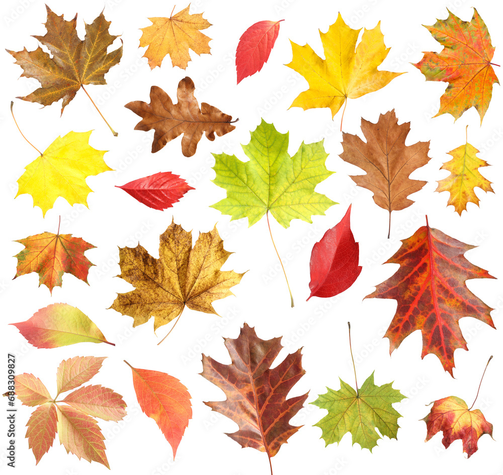 Many different bright autumn leaves isolated on white Many different bright autumn leaves isolated on white