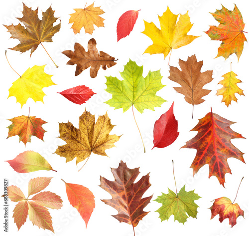 Many different bright autumn leaves isolated on white