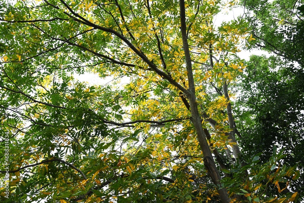 Sapindus mukorossi (Soapberry tree) yellow leaves.
The fruit is called a soapberry because it contains saponin and foams when added to water, acting as soap. Sapindus mukorossi (Soapberry tree) yellow leaves.
The fruit is called a soapberry because it contains saponin and foams when added to water, acting as soap.