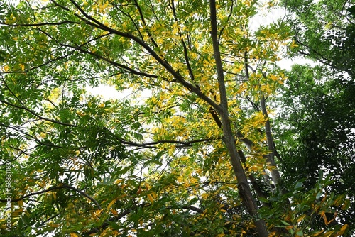 Sapindus mukorossi (Soapberry tree) yellow leaves. The fruit is called a soapberry because it contains saponin and foams when added to water, acting as soap.