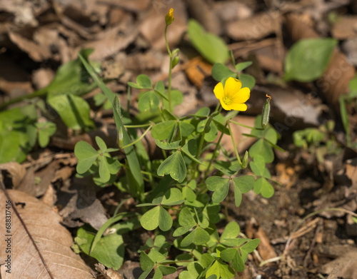 Spring  wildflowers  oxalis flower  close-up