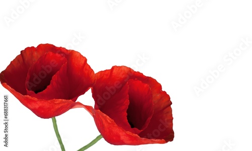 Red fresh poppy flowers. Remembrance Day concept