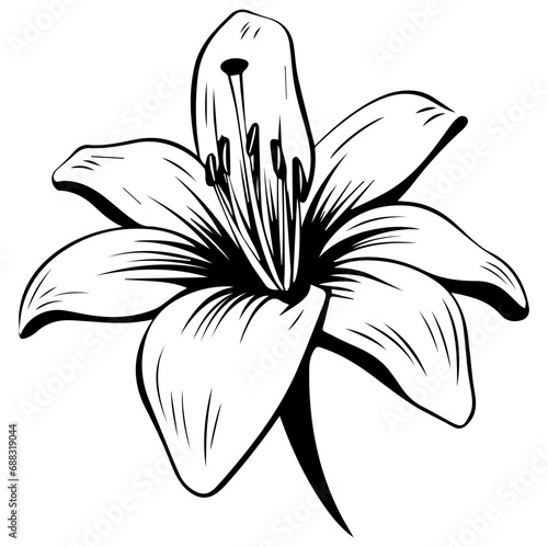 Lily Flower Illustration, Generative AI.