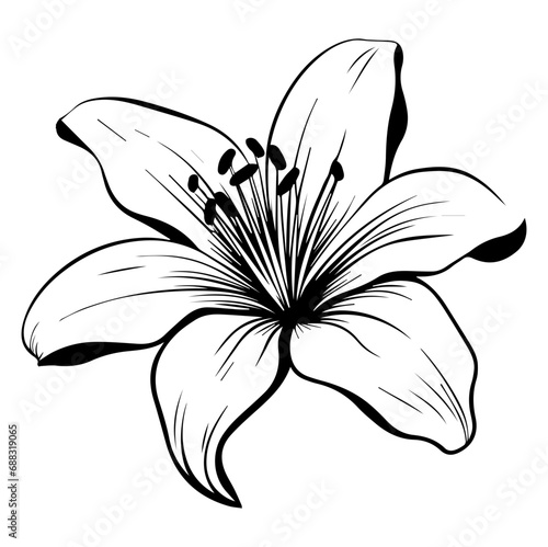 Lily Flower Illustration, Generative AI.