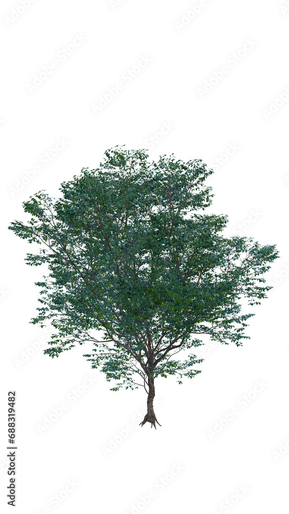 Obraz premium Isolated tree on a transparent background. Single tree isolated on a white background.