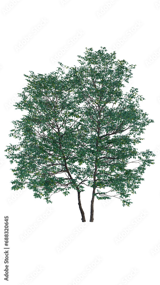 Obraz premium Isolated tree on a transparent background. Single tree isolated on a white background.