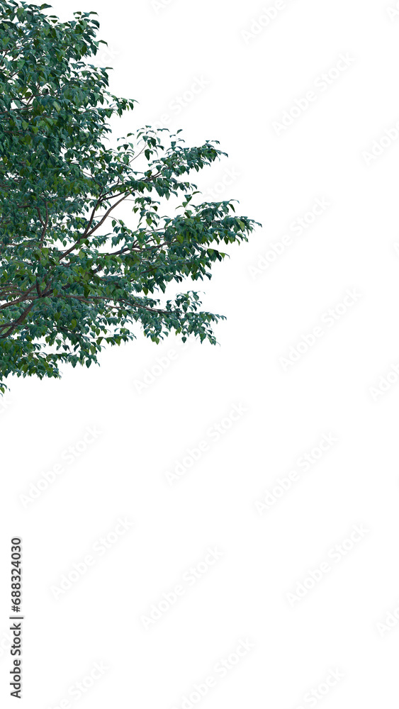 Isolated tree on a transparent background. Single tree isolated on a white background. Isolated tree on a transparent background. Single tree isolated on a white background.