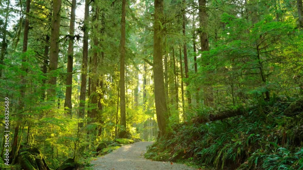 Moving through the lush green forest along the path. Stunning Canadian nature. Moving through the lush green forest along the path. Stunning Canadian nature.