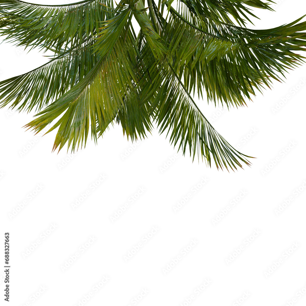 Fototapeta premium Isolated tree on a transparent background. Single tree isolated on a white background.