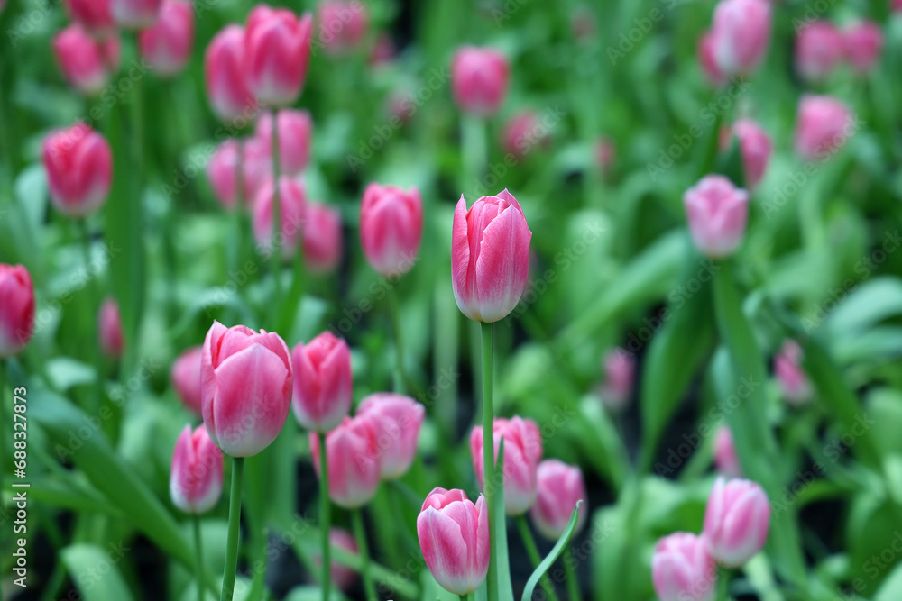 Field of Colorful Beautiful Bouquet  of Tulip Flower in Garden for Postcard Decoration and Agriculture Concept Design with Selective Focus.