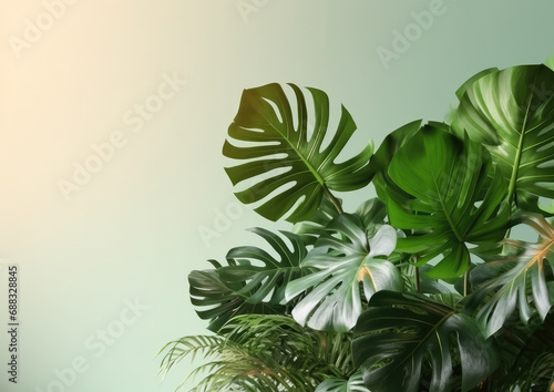 Interior plants — Monstera leaves and tropical foliage, with a botanical theme, sunlight flowing through leaves, isolated on a white background — HD image, perfect for graphic design projects and work