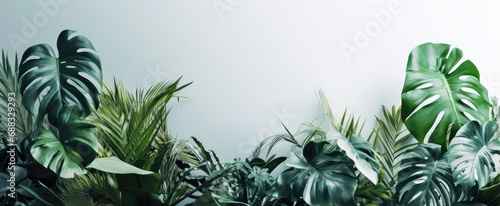Interior plants     Monstera leaves and tropical foliage  with a botanical theme  sunlight flowing through leaves  isolated on a white background     HD image  perfect for graphic design projects and work