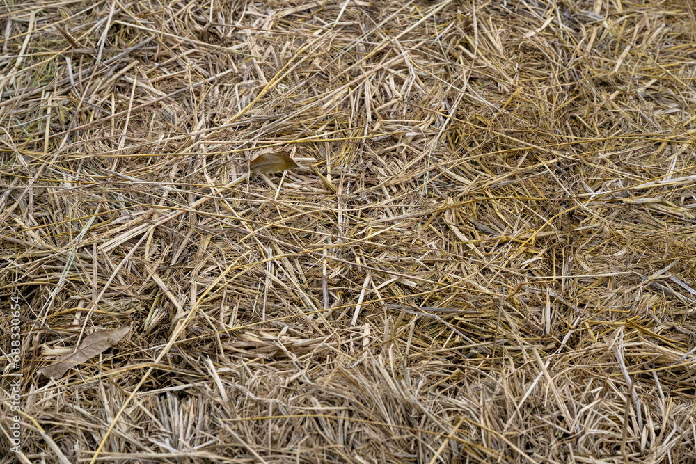 
Brown, dry, rice straw pile, close-up