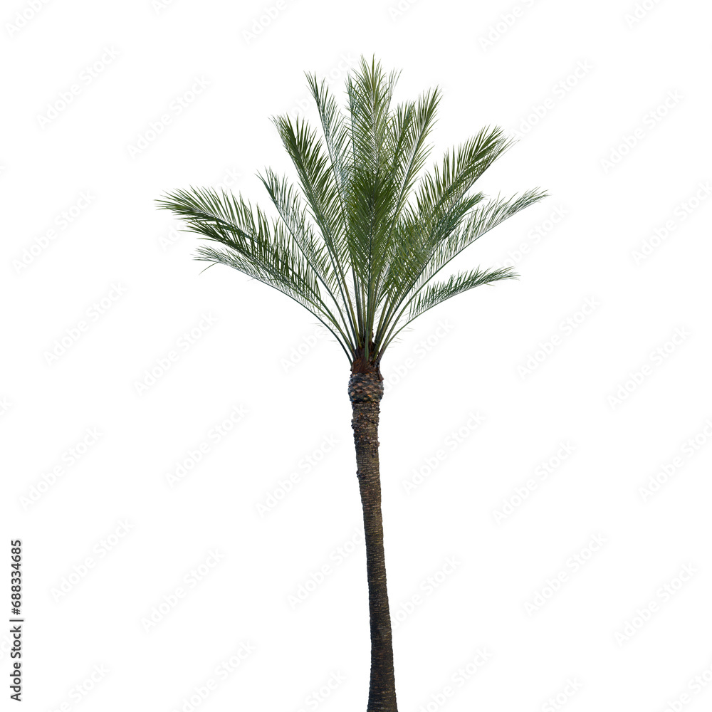 Isolated tree on a transparent background. Single tree isolated on a white background. Isolated tree on a transparent background. Single tree isolated on a white background.