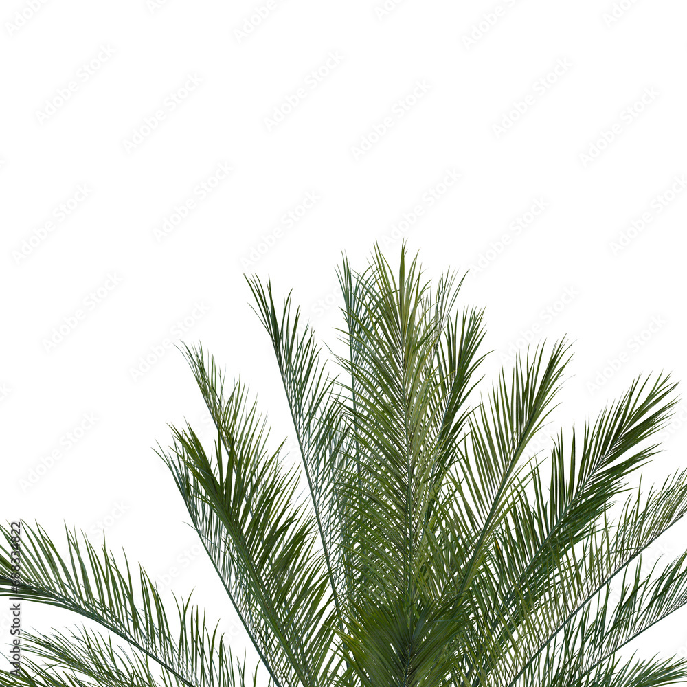 Isolated tree on a transparent background. Single tree isolated on a white background. Isolated tree on a transparent background. Single tree isolated on a white background.