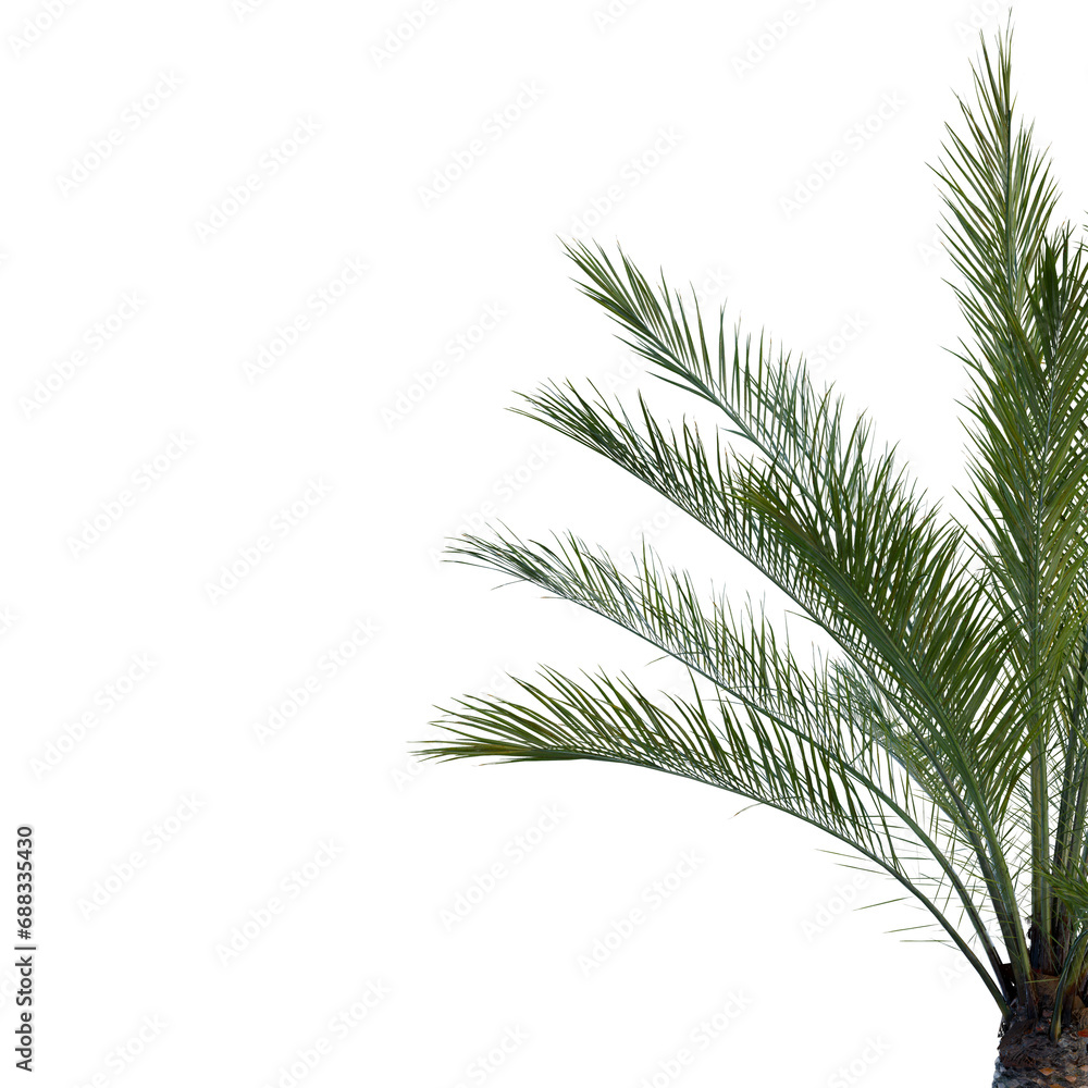 Isolated tree on a transparent background. Single tree isolated on a white background. Isolated tree on a transparent background. Single tree isolated on a white background.