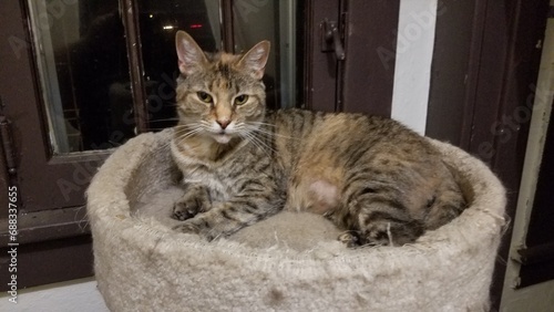 Cat laying in a cat tree