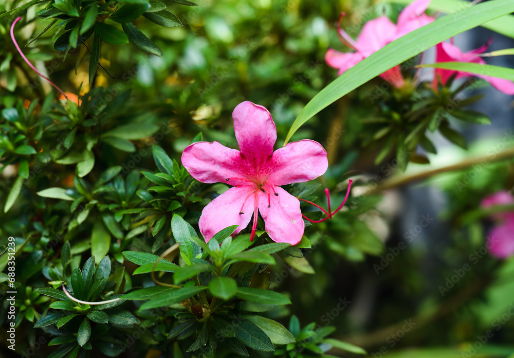 Pink flower azalea indica or rhododendron coelestina close up Pink flower azalea indica or rhododendron coelestina close up