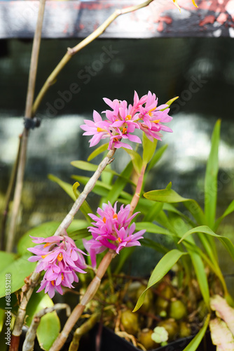 Pink flowers of Dendrobium bracteosum (bracted dendrobium) close up photo