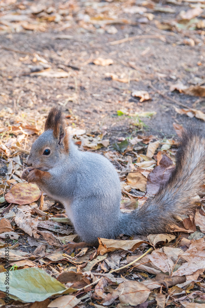 Fototapeta premium Autumn squirrel with nut sits on green grass with fallen yellow leaves