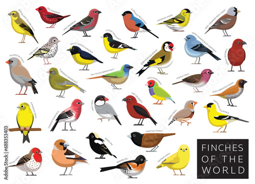 Finches of the World Set Cartoon Vector Character © bullet_chained