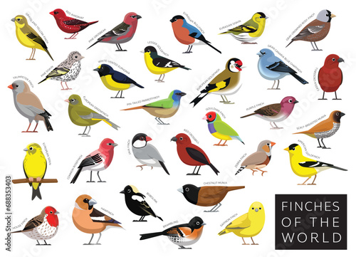 Finches of the World Set Cartoon Vector Character