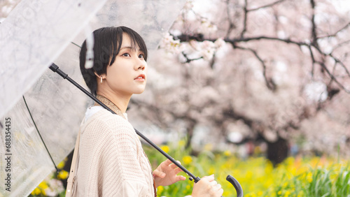 Young adult japanese woman and umbrella on rainy day with spring sakura cherry blossom