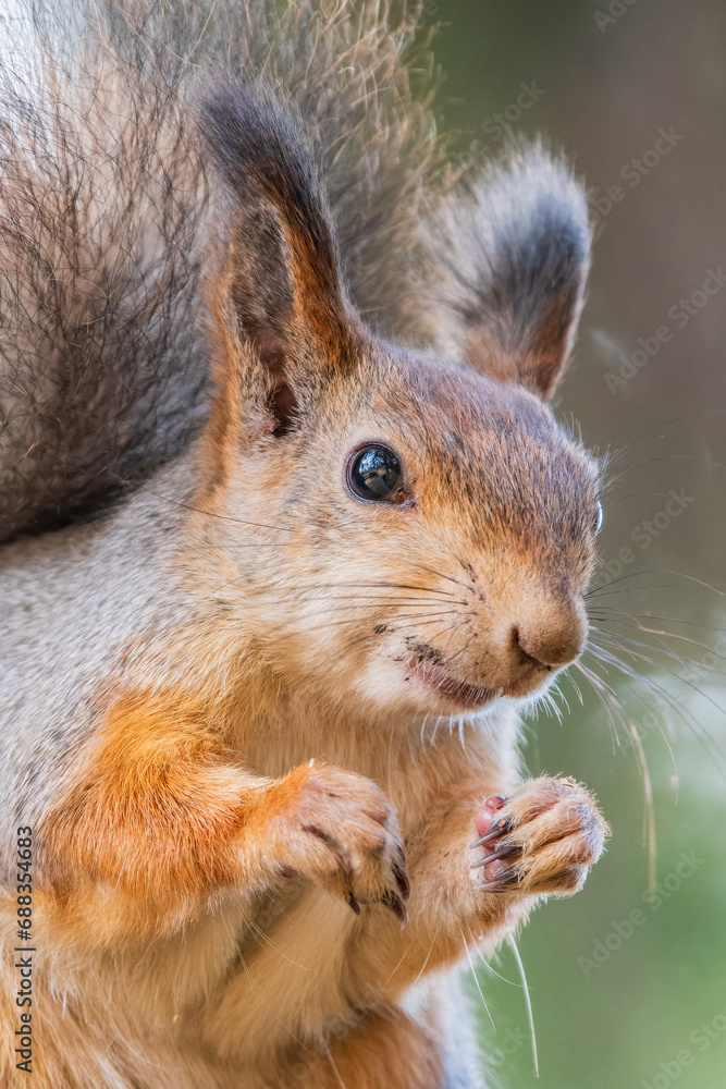 The squirrel with nut sits on a branches in the spring or summer. Portrait of the squirrel close-up