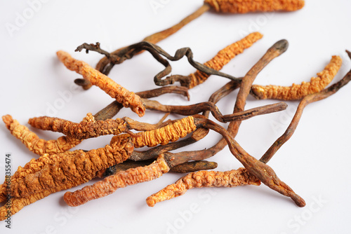 Cordyceps sinensis or Ophiocordyceps sinensis isolated on white background, mushroom herb treatment medicine. © manassanant