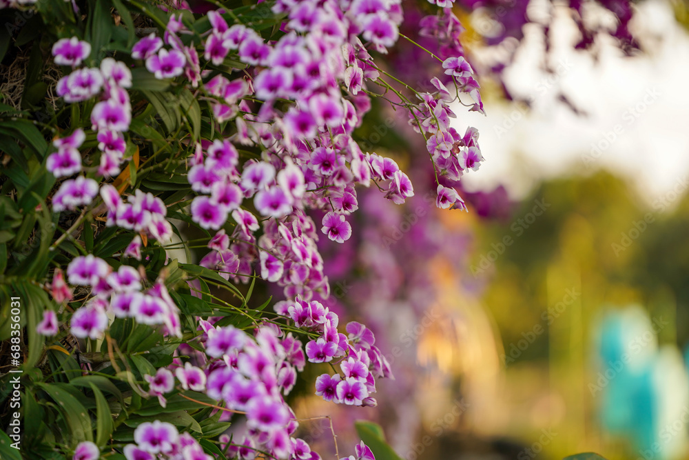 Twilight Orchid Cascade in the garden. Twilight Orchid Cascade in the garden.