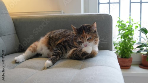 Short-haired fluffy cat lying on sofa snapping off with teeth long nails, flaking horny scales on paws, cleaning and licking fur. Hygiene, physiologic behaviour and habits of domestic animals photo
