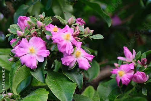 Pereskia large-leaved  wax rose   shrub or small thorny tree with rose-coloured flowers. Buenos Aires  Argentina