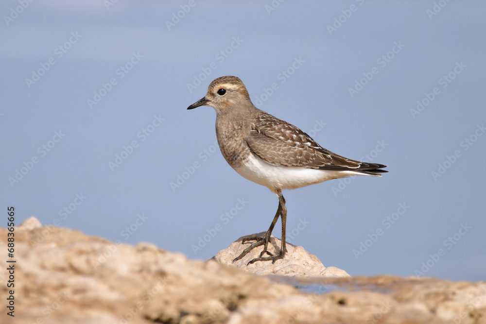 Plover on the rocks Plover on the rocks