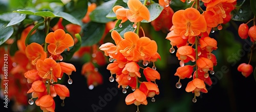 The attractive orange bugenvilliea has naturally growing pretty, tiny orange flowers.