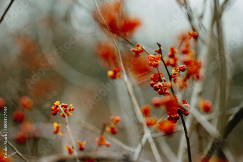 red berries in autumn trees