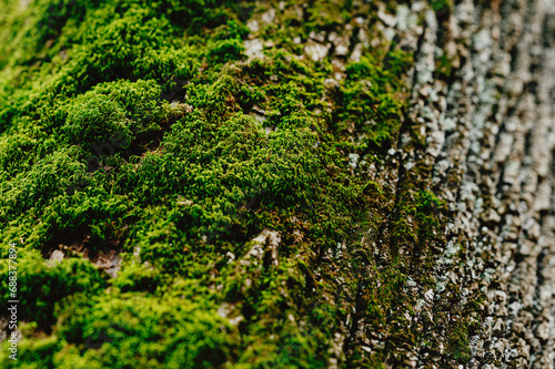 moss on a tree trunk