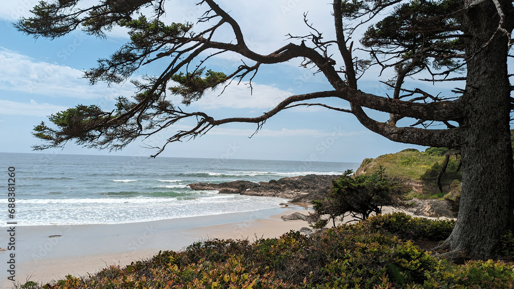 Beach with trees. OR, USA