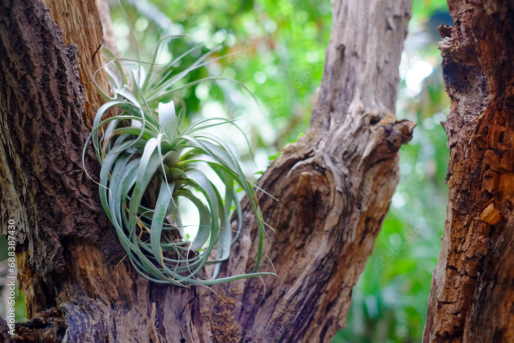 A serene snapshot capturing the harmonious coexistence of flora, featuring an air plant, Tillandsia, nestled within the fork of two weathered tree trunks. The plant's slender, silvery-green leaves