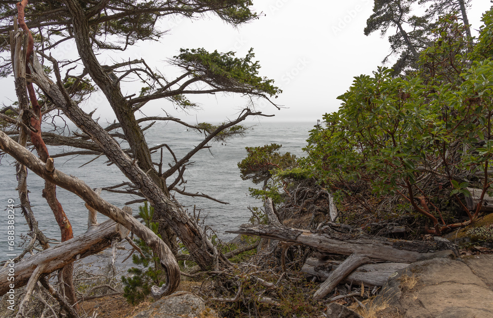 trees on the beach trees on the beach
